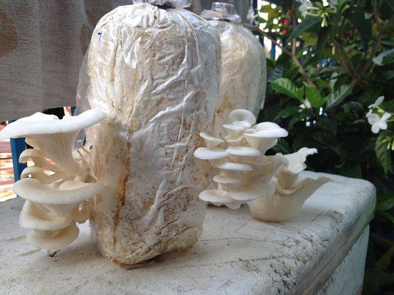 Đoan Thượng Mushroom Cultivation Village – Thanh Thuỷ’s Craft Village